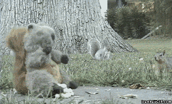 funny-animal-gifs20.gif