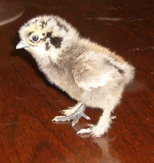 wierdcolorsilkiebaby004.jpg