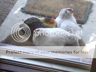 DSCF1556.jpg