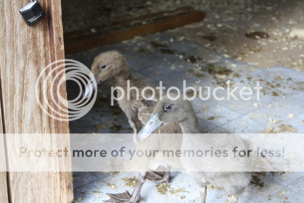 ducks023.jpg