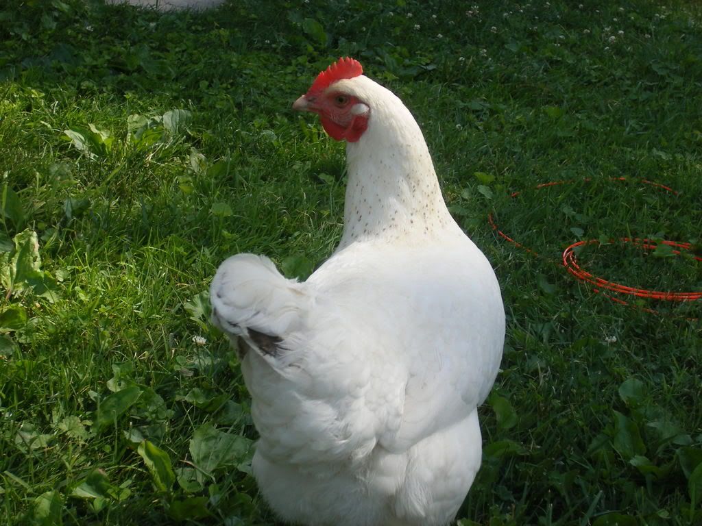 DSCF1541.jpg