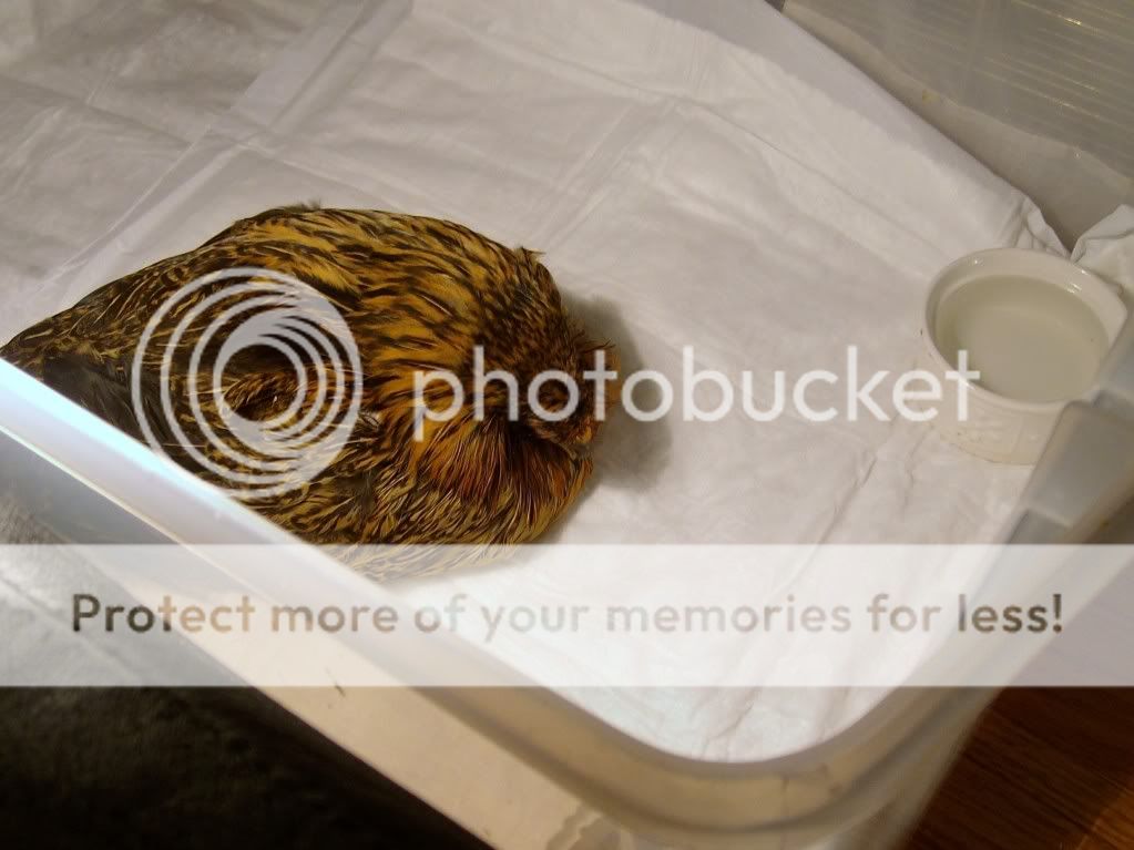 InjuredChicken015.jpg