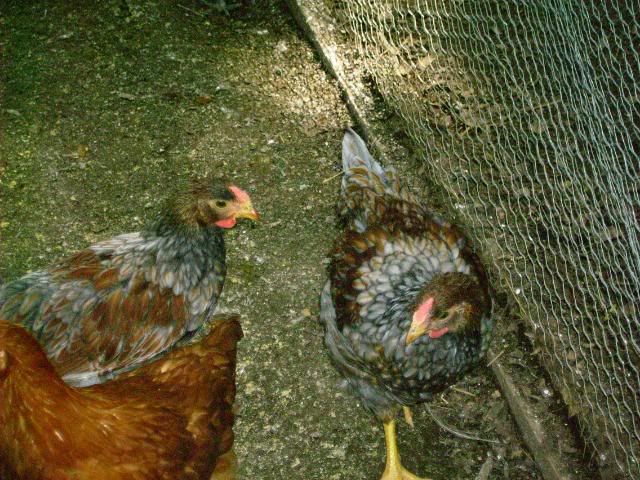 Picture069.jpg