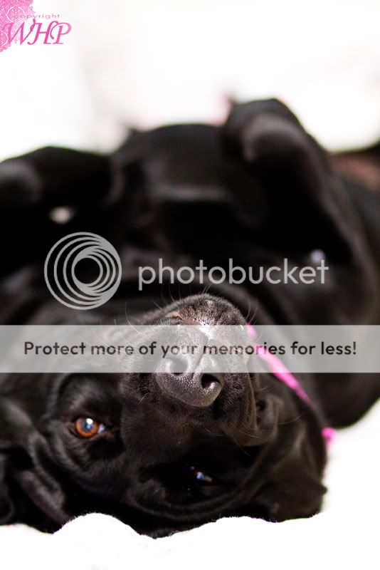 WHP-Pets-Izzy3.jpg