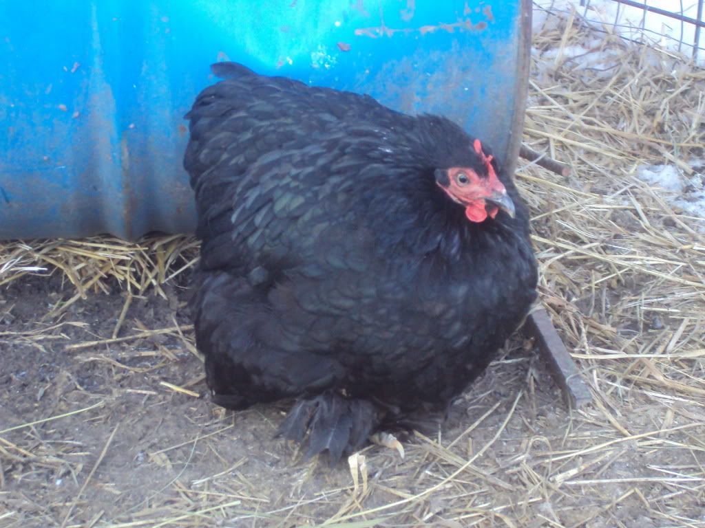 ChickPicks140.jpg