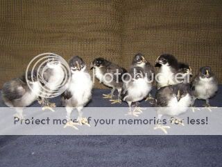 002-3.jpg