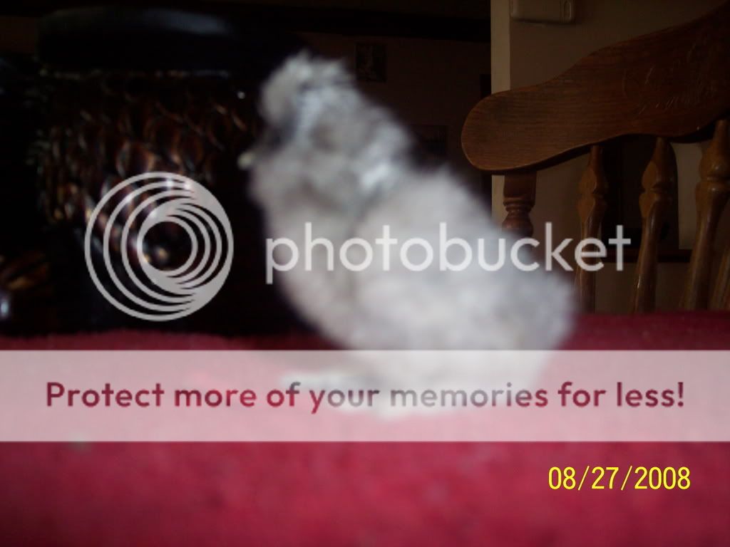 Picture101.jpg