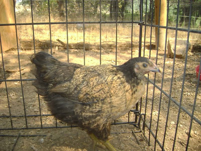July2008093.jpg