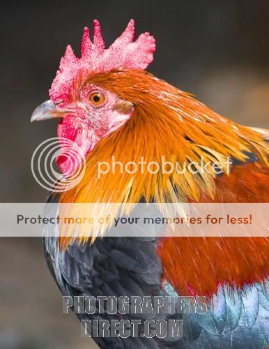 Shimlajunglefowlearcoverts.jpg