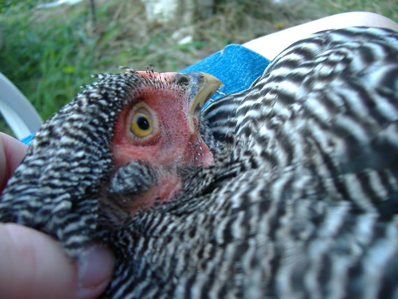 PoultryShows038.jpg