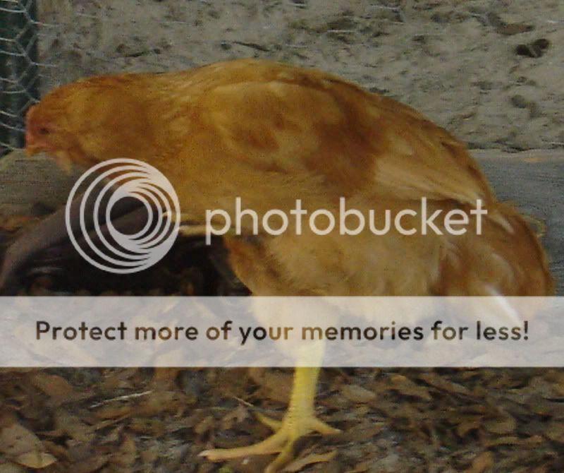 chickensjune2011009.jpg