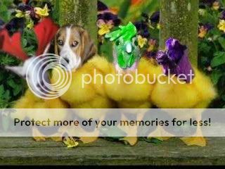 ducks.jpg