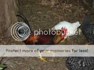 flockjuly092.jpg