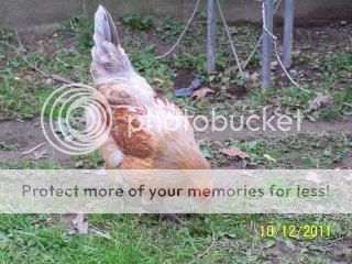 ChickenCoop2011037-1.jpg