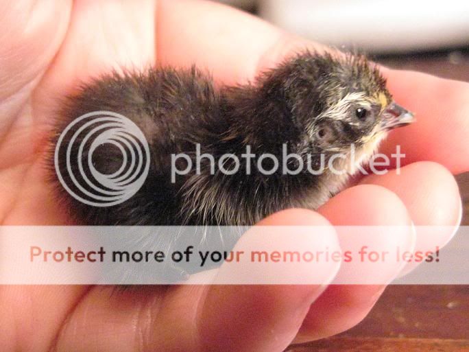 blackchick.jpg