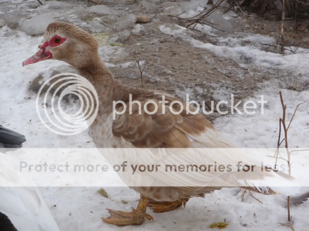 Lightmuscovy.jpg