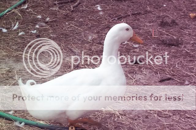 chickens005.jpg