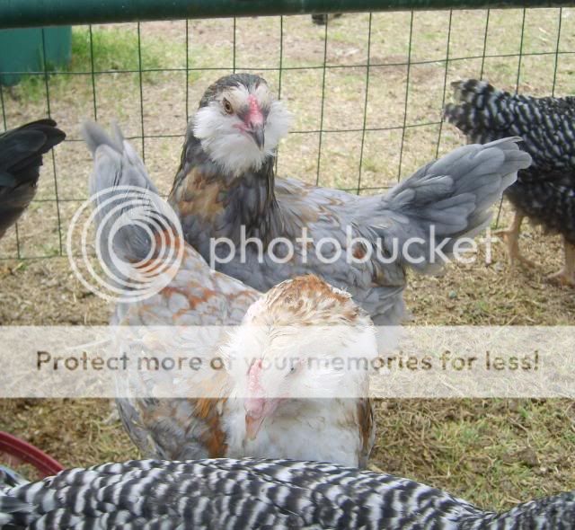 roosters007.jpg