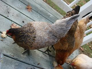 Chicking_Sexing002.jpg