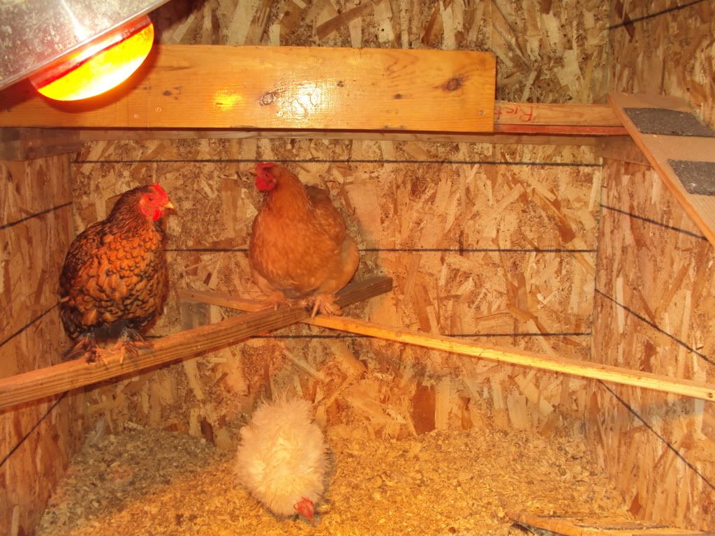 DSC00942.jpg