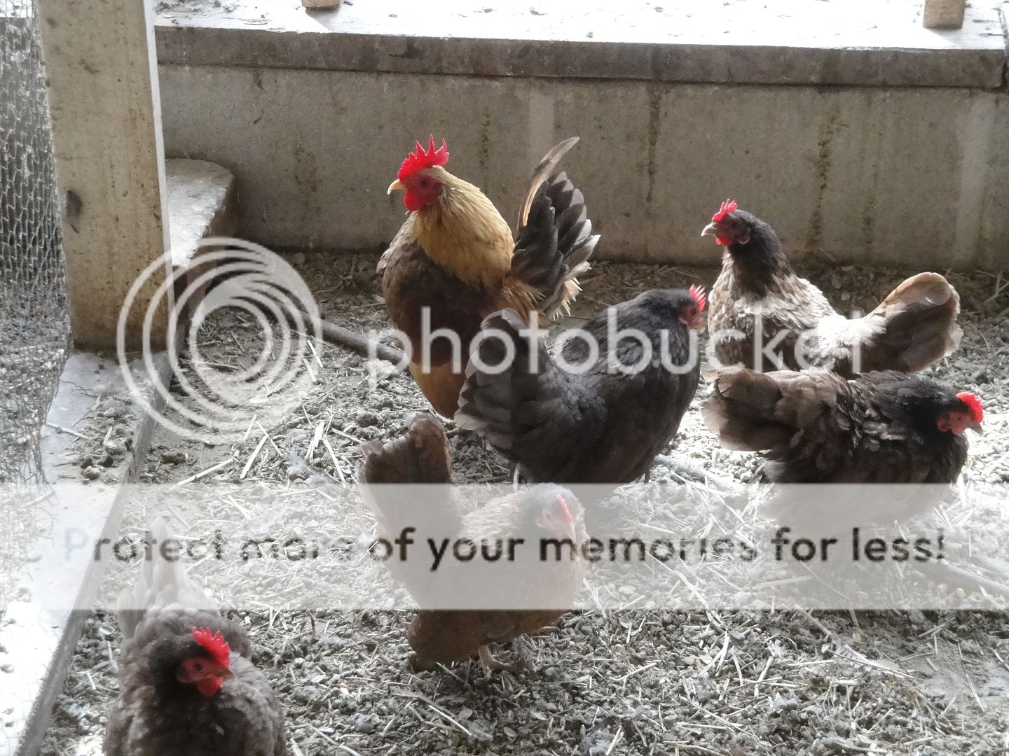 breedinggroups006.jpg