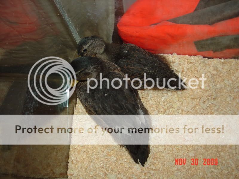 callducks006.jpg
