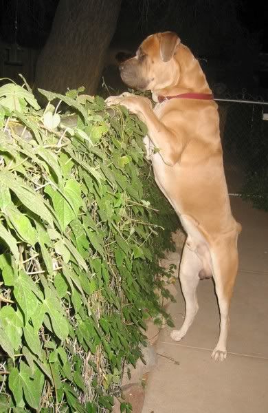 2006OnFence.jpg