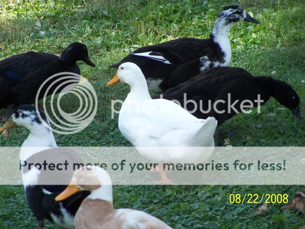 coleschickenpictures059.jpg