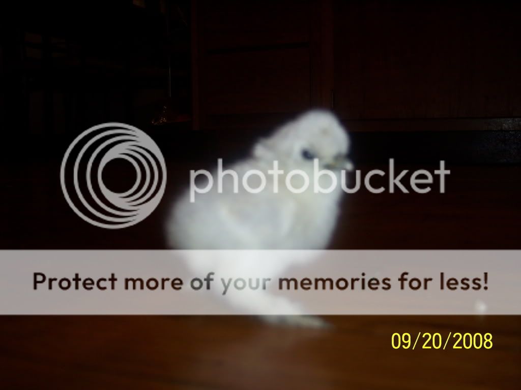 Picture130.jpg