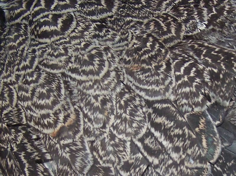 darkbrahmapulletdetailfeathering.jpg