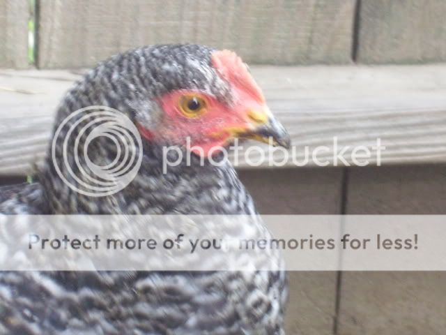 100_2788.jpg