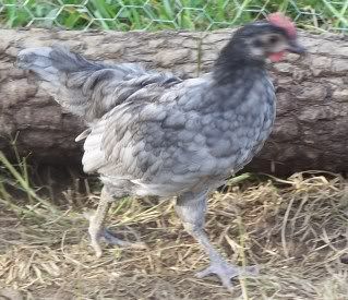 chicks001-2.jpg