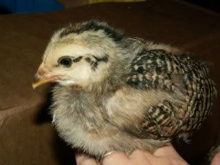 PICT0036-6.jpg