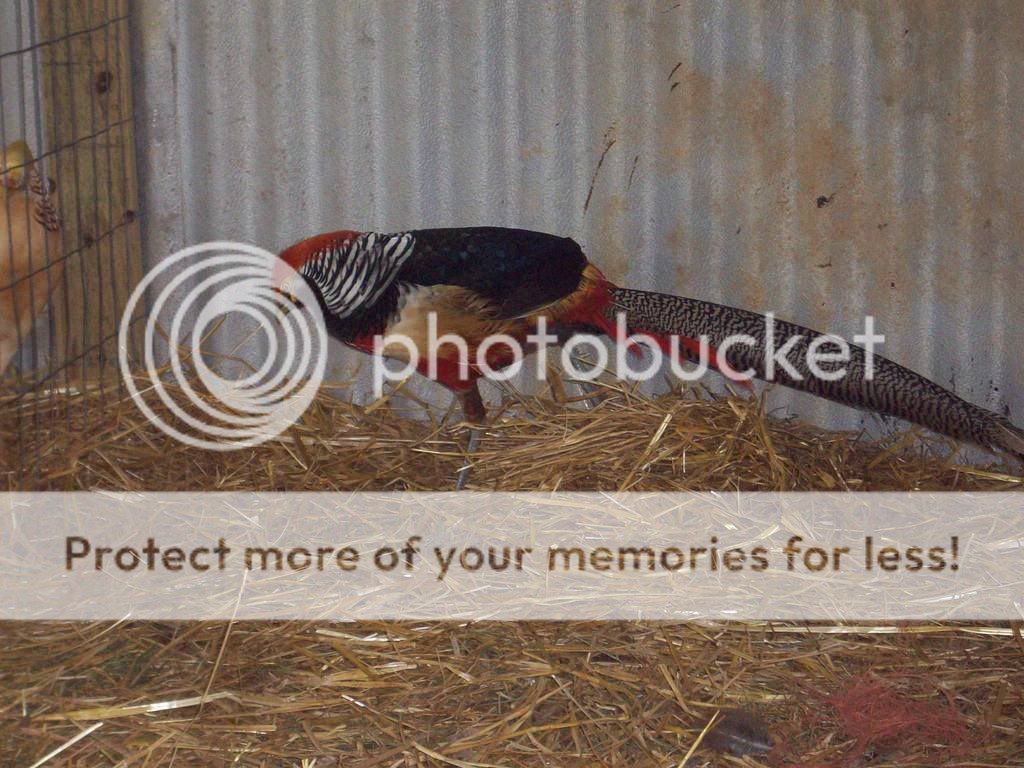 Chickens046.jpg