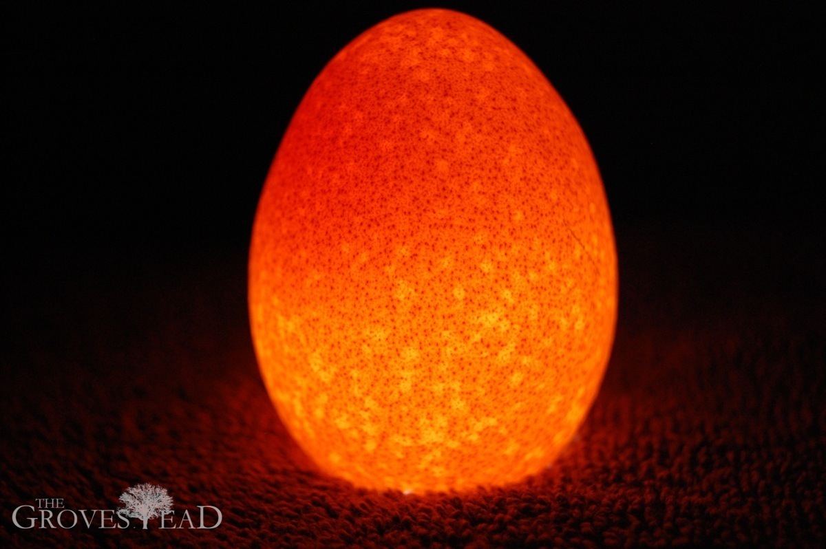 candlingeggs_unfertilized.jpg