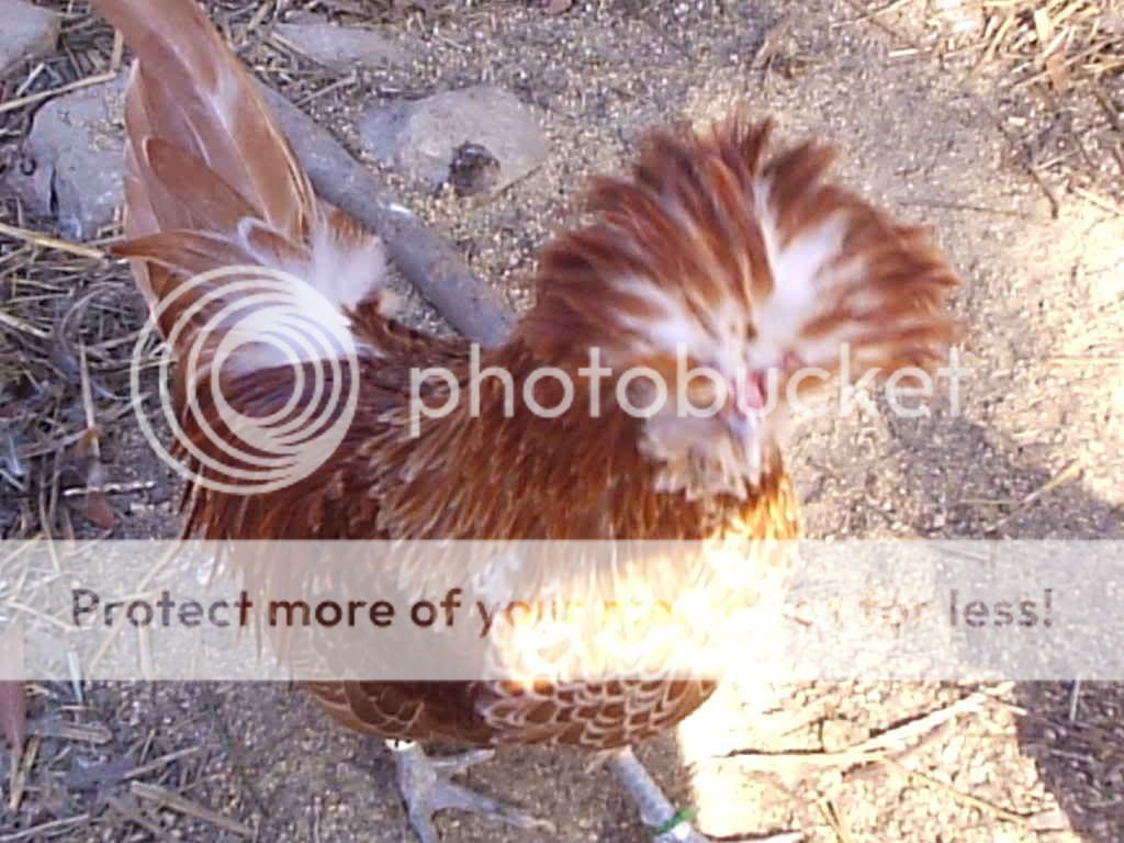 MyPictures144.jpg