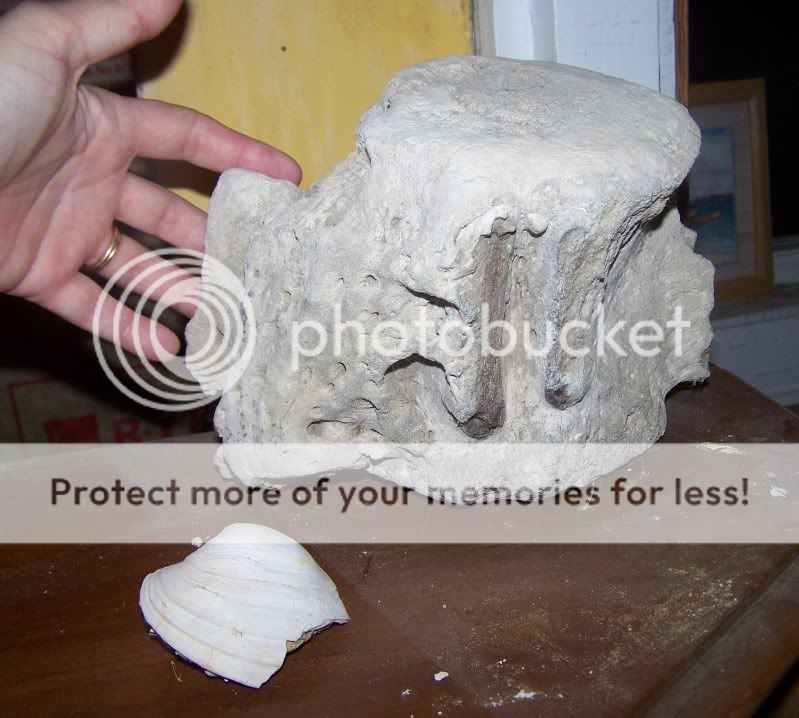 fossils18.jpg