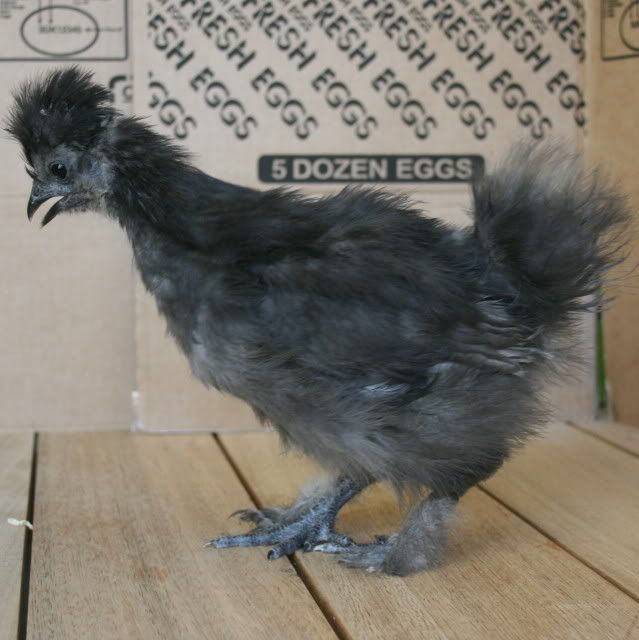 chick1.jpg