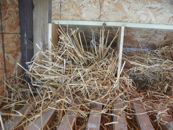 nest_making_fail_by_nzealo-d8jq9et.jpg