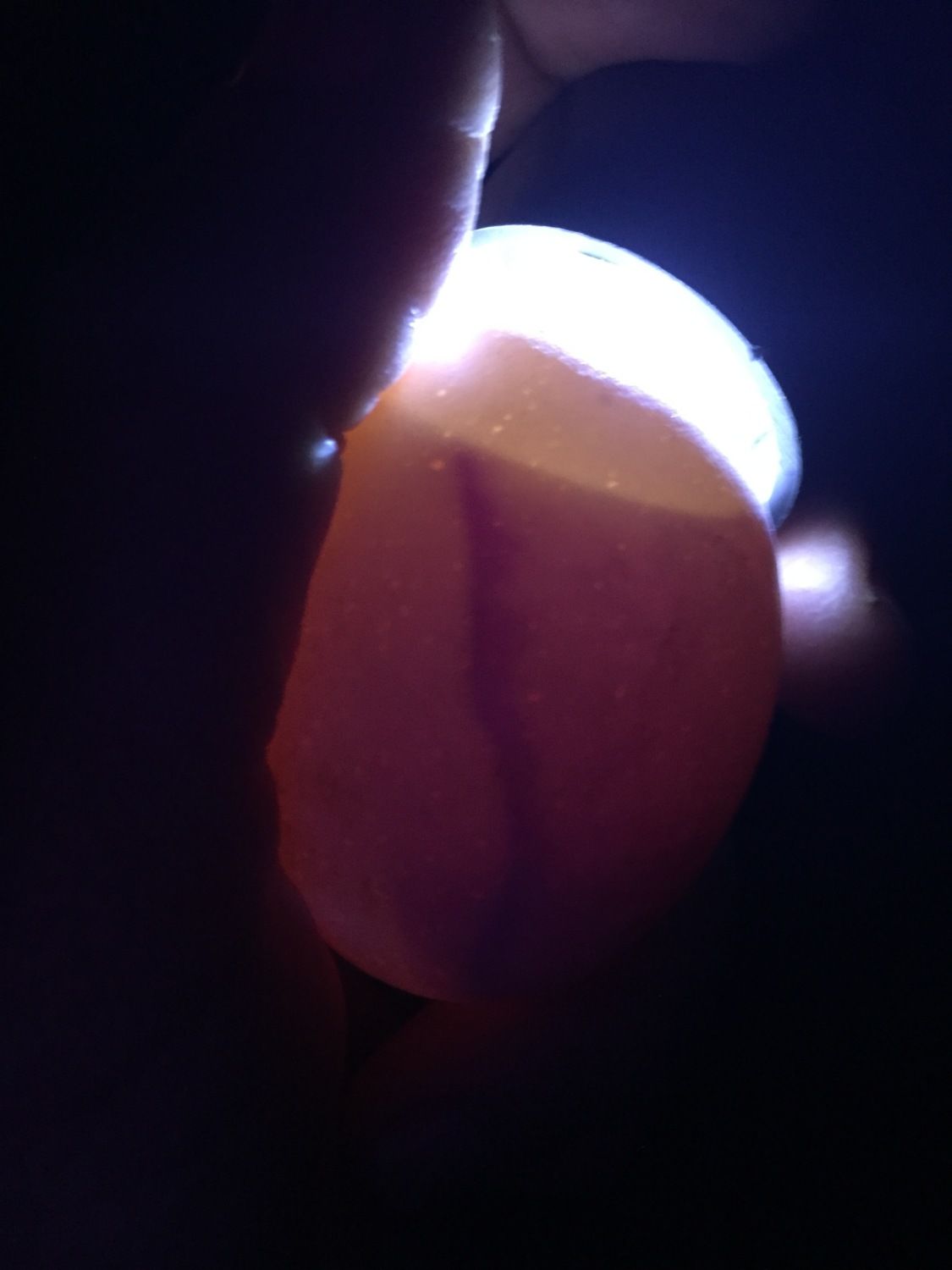 fb80707d_Egg.jpeg