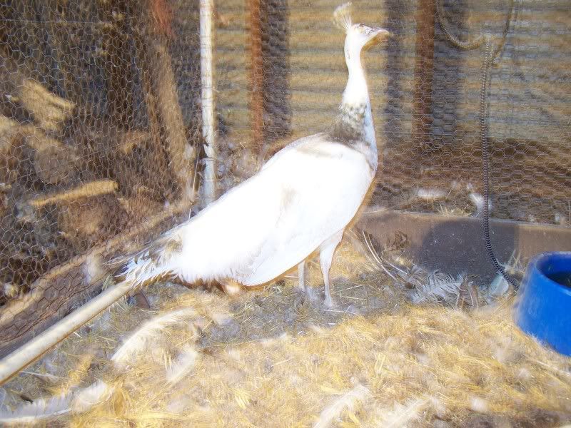 peahen2.jpg