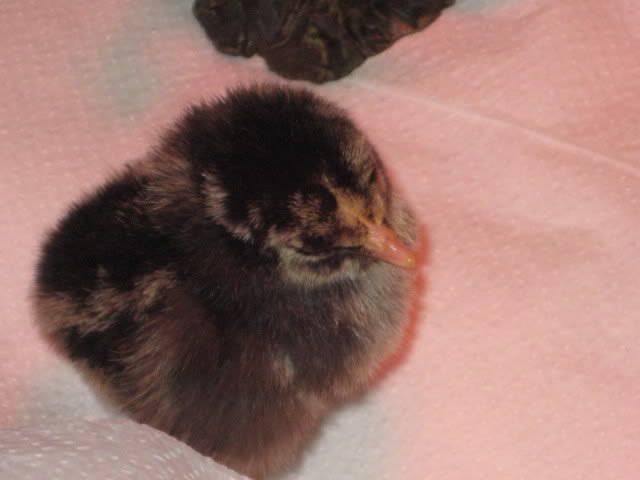 Chickens003.jpg