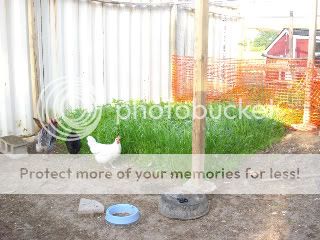 chickenherbsfenceoverlap2.jpg