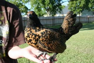 chickens003.jpg