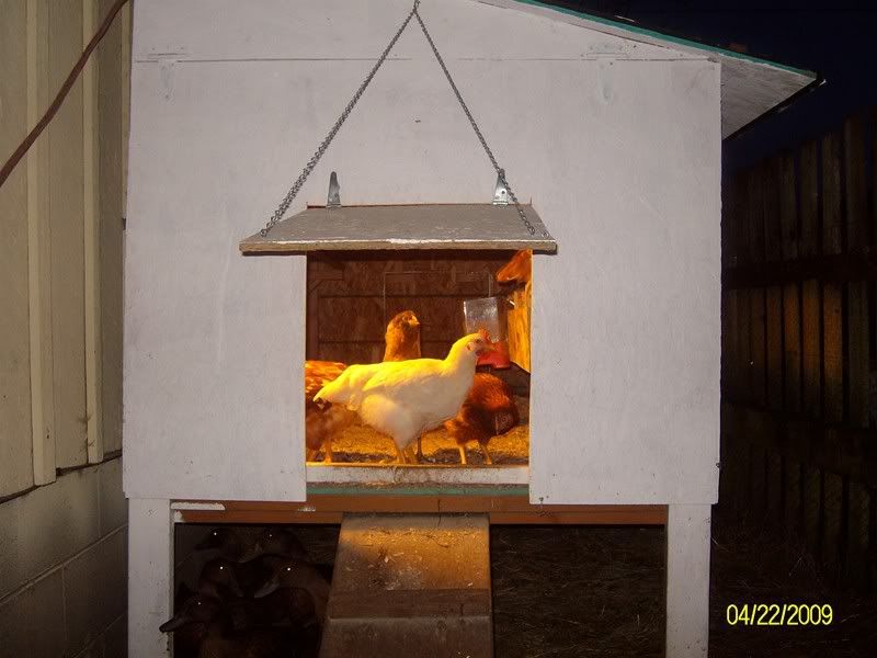 Coop004.jpg