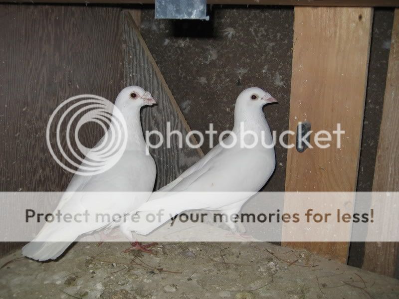 IMG_0078.jpg