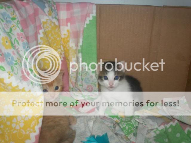 Easter2011kittens061.jpg