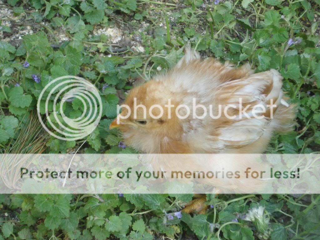DSC04314.jpg