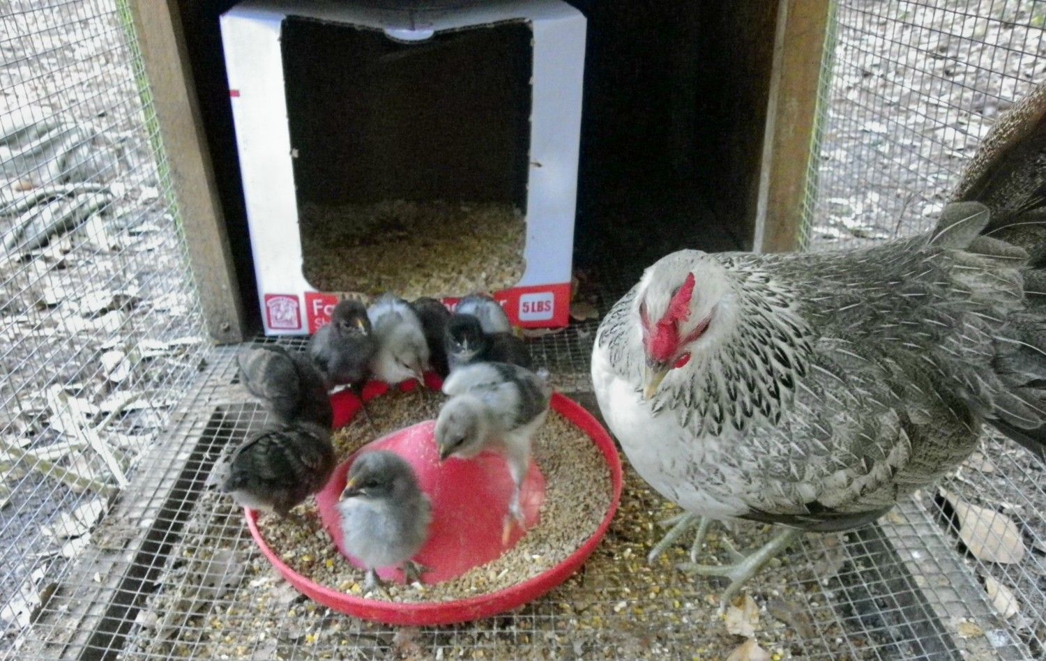200x200px-ZC-cb946a97_wildkwhenandchicks.jpeg
