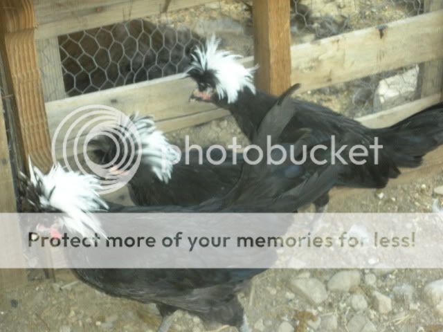 misc023.jpg